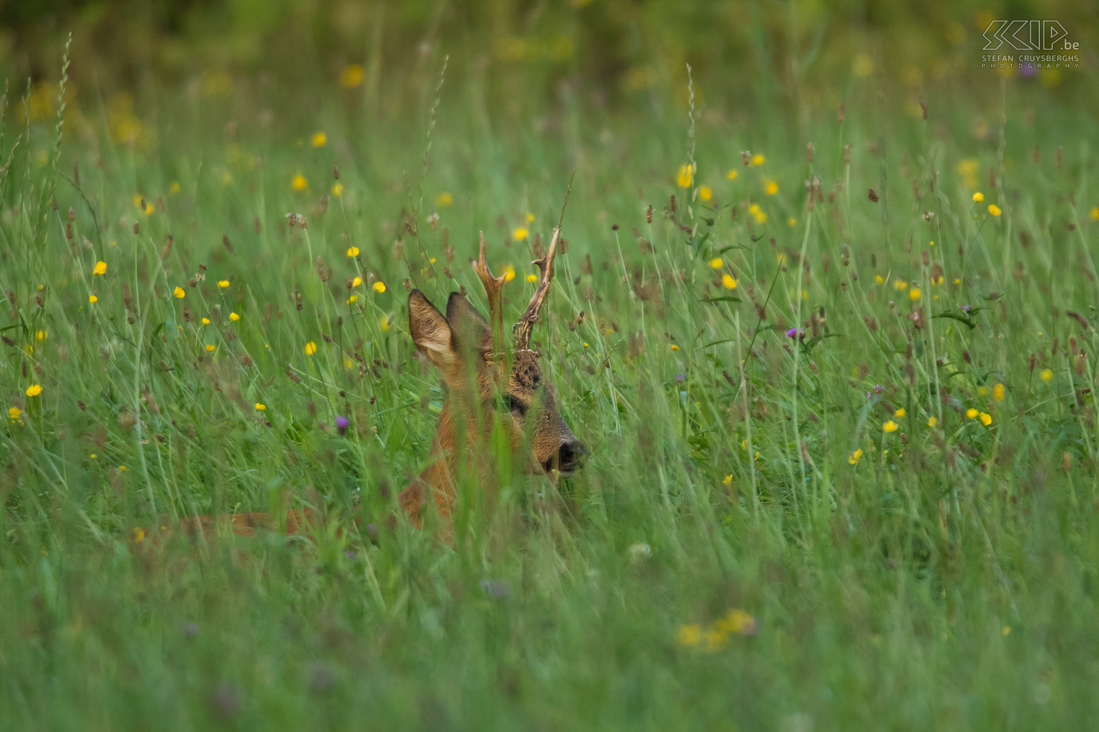 Roe deer in a flowering meadow A roe deer (Capreolus capreolus) buck hiding in a flowering meadow. Roebucks enter rutting inappetence during the July and August breeding season.<br />
 Stefan Cruysberghs